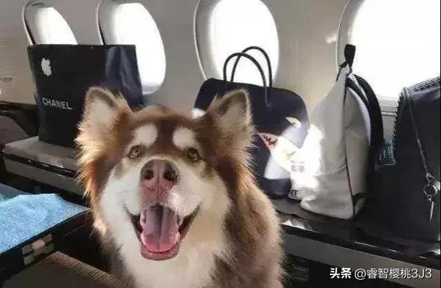 王思聪宠物一年花多少钱,王思聪的狗王可可一年花多少钱