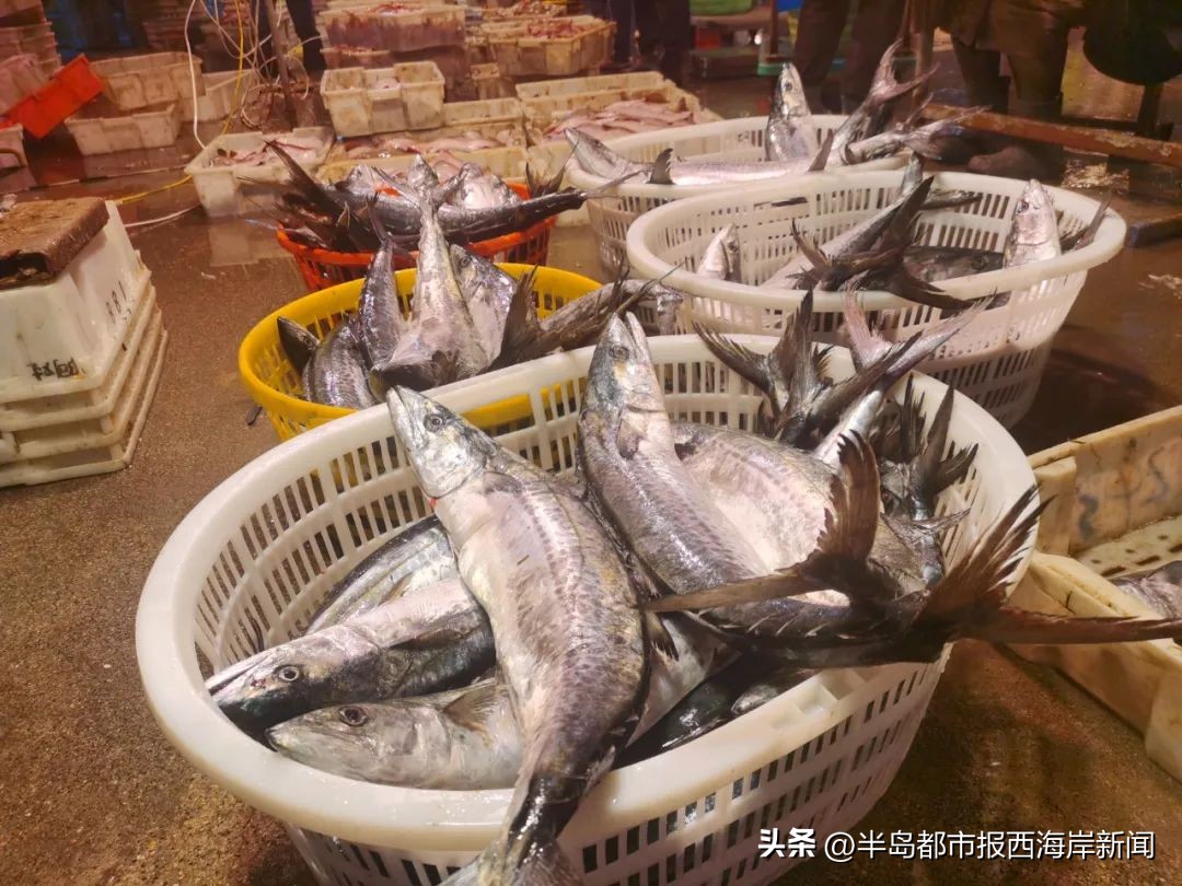 鲜大鲅鱼什么时候上市,大连新鲜鲅鱼上市