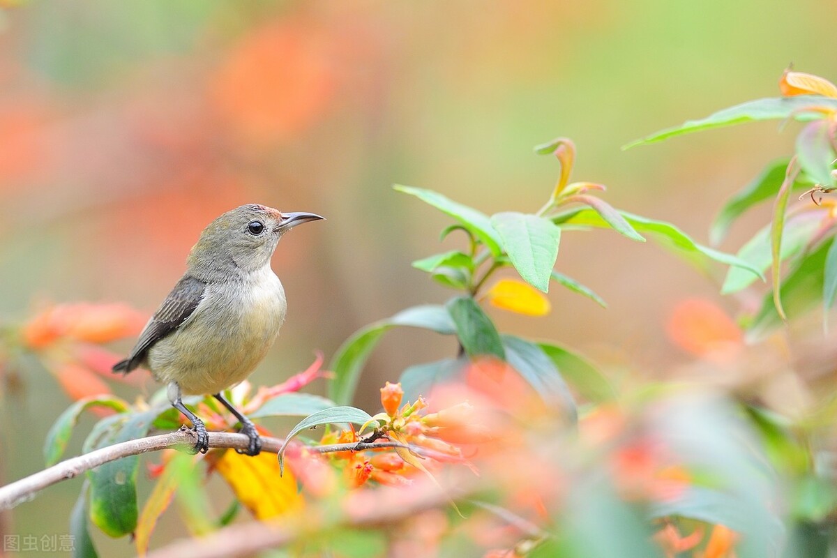 千百年传诵：一首描写春天自然风景的诗，行云流水样平易自然