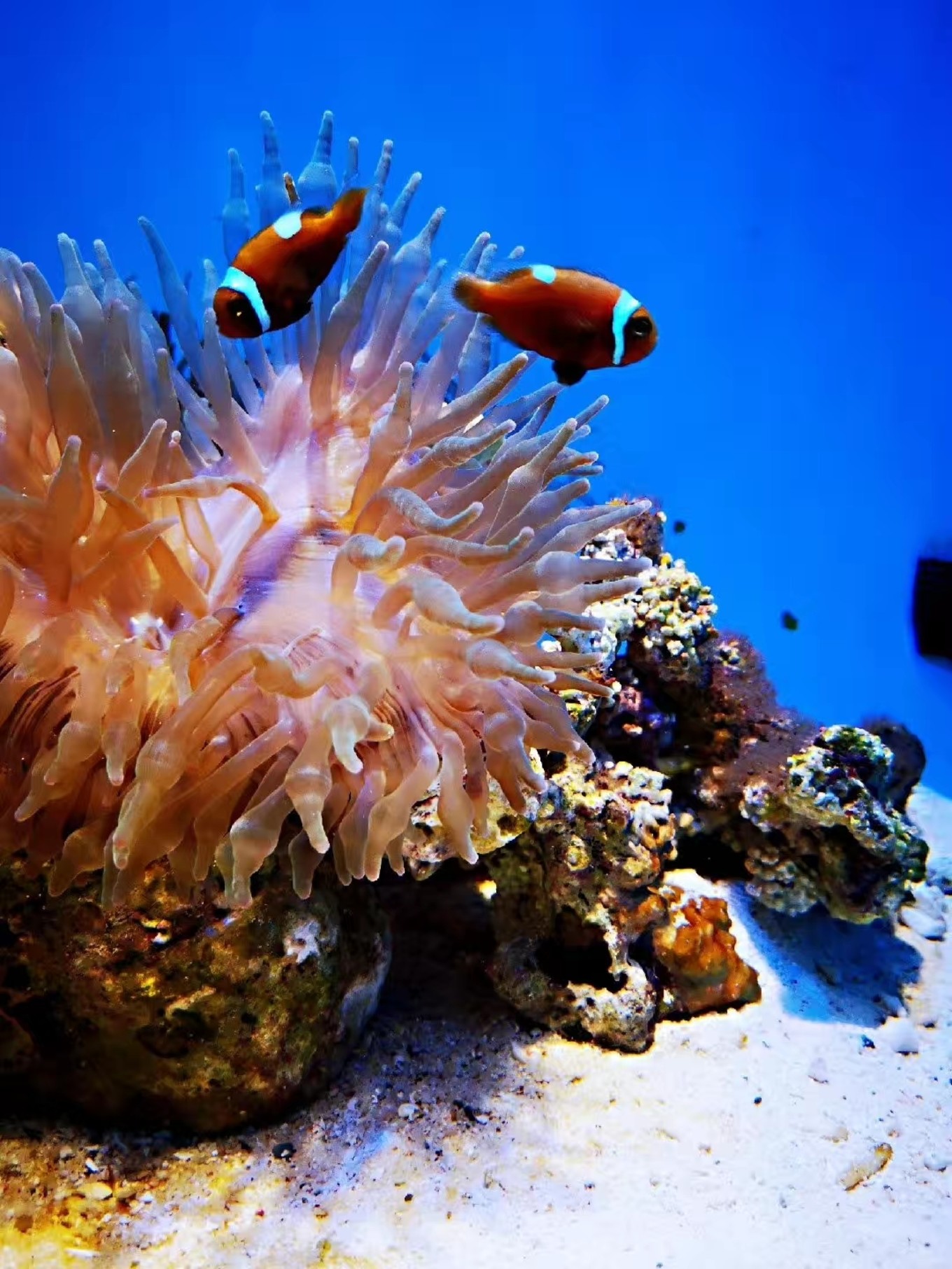 暑期档2019年,2019年暑期档