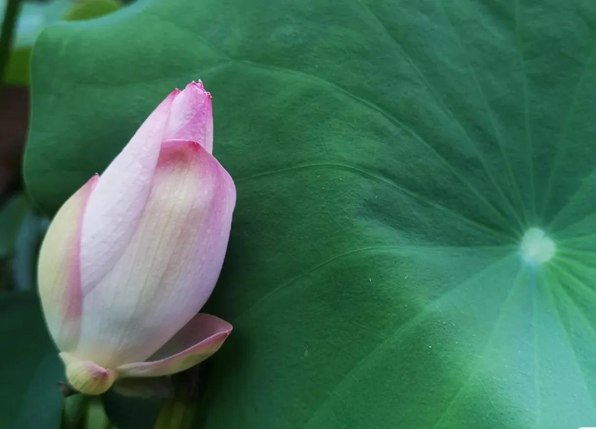 无穷莲叶，精彩纷呈