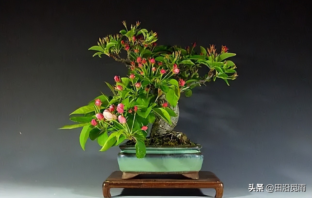 制作盆景的入门造型技巧,微型盆景掌上盆景规模化生产