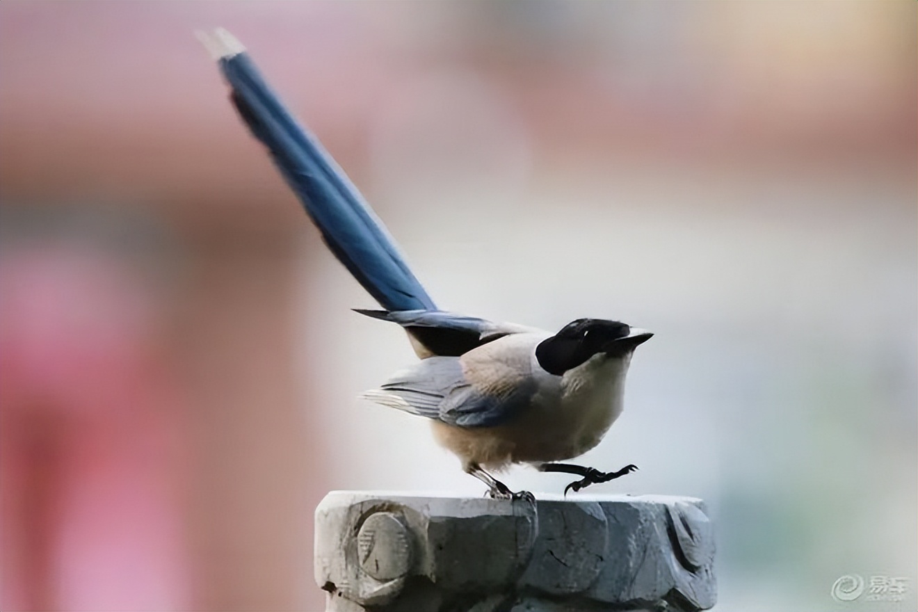10种奇特的宠物,最有灵性的五种宠物你最想养哪个