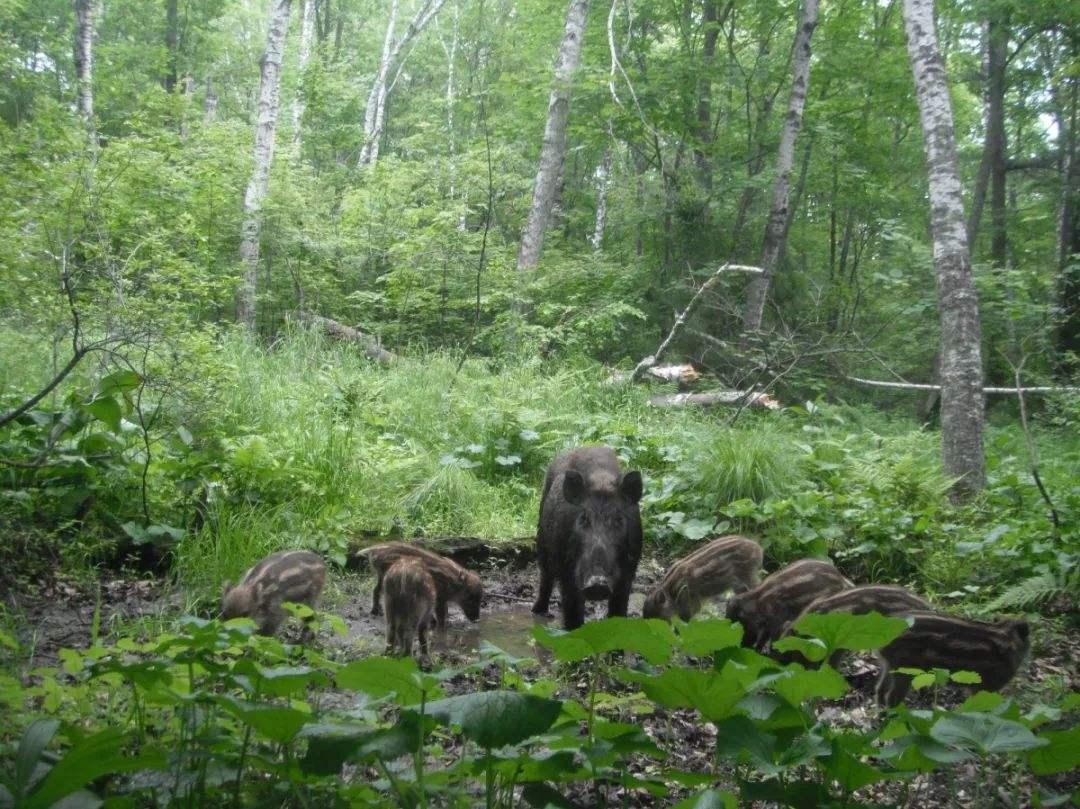 鲁智深大闹野猪林是在第几回,鲁智深大闹野猪林前
