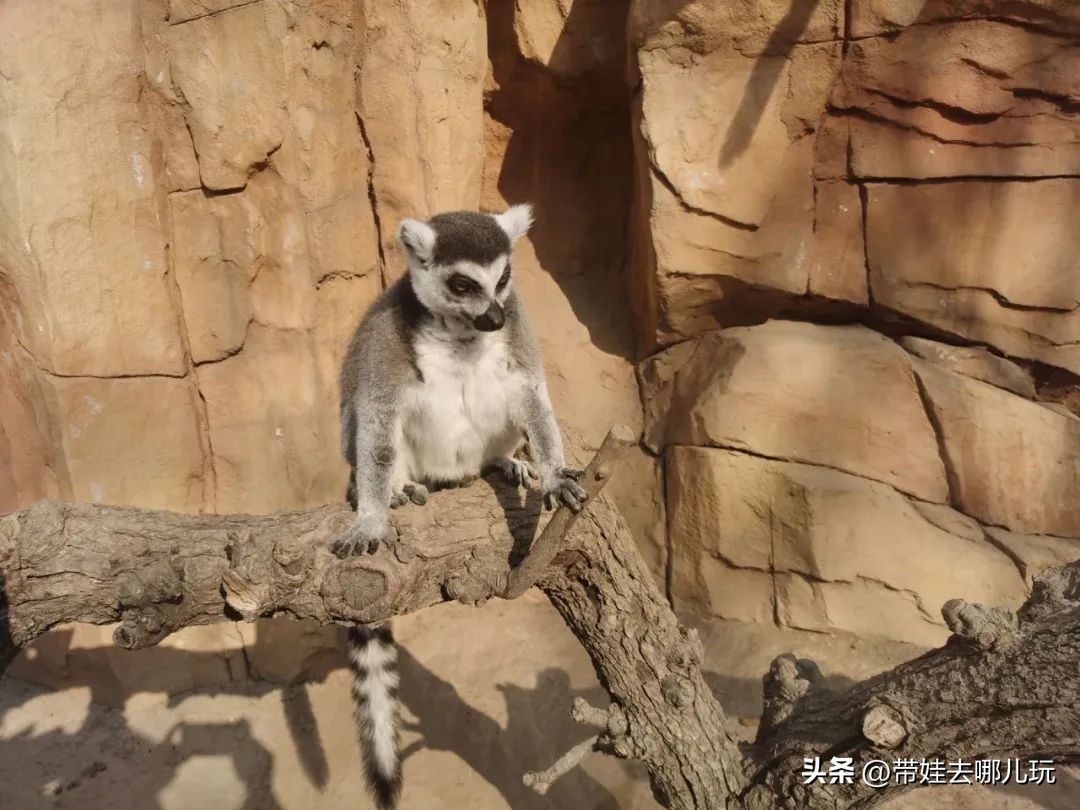 一天玩遍北京野生动物园,包场去鸟巢