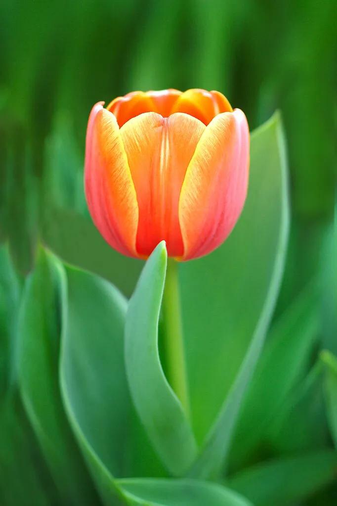 白色郁金香图片大全,郁金香图片大全大图唯美