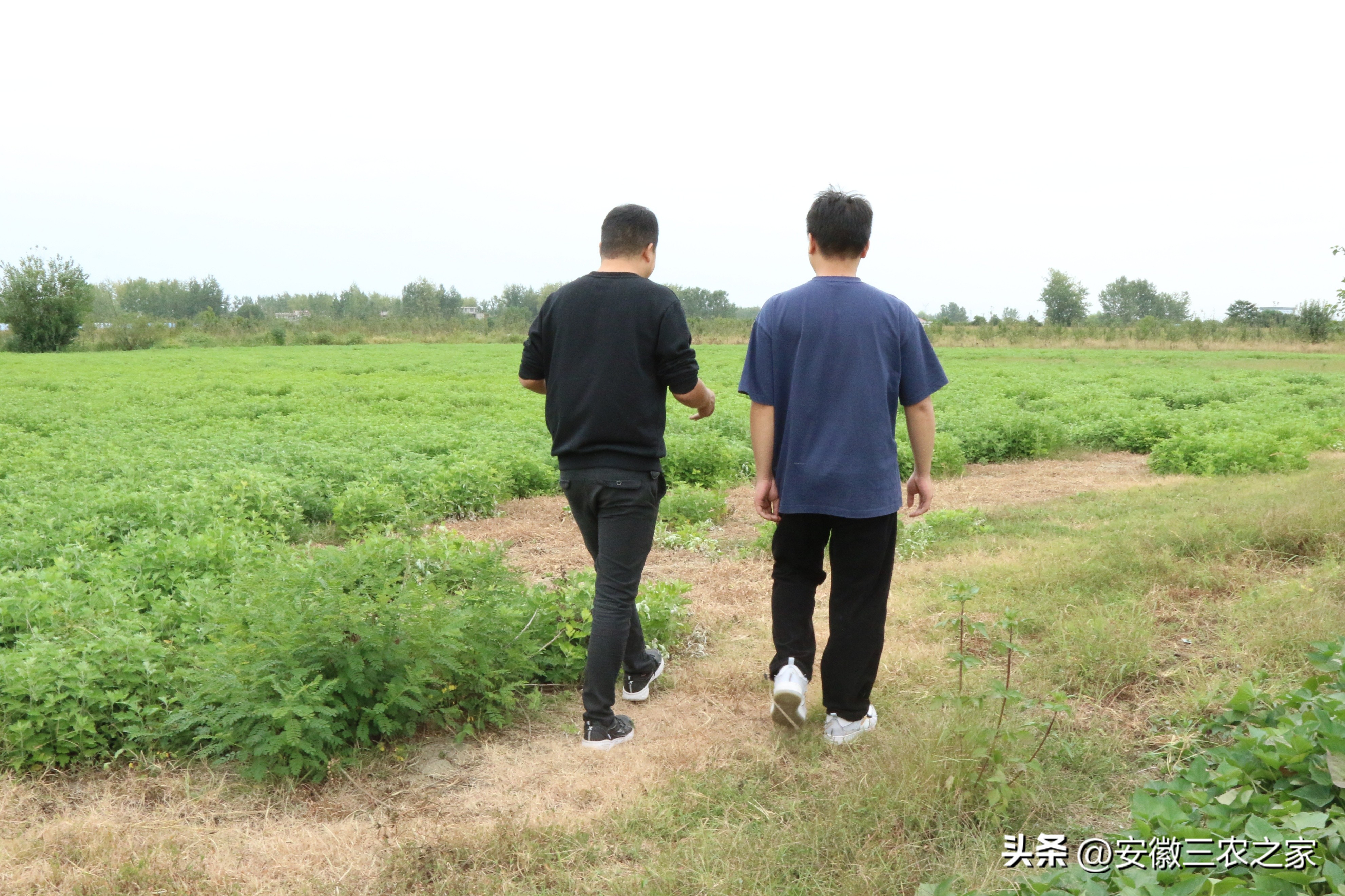 艾草种植一亩收益多少钱,种植艾草一亩地投资收益