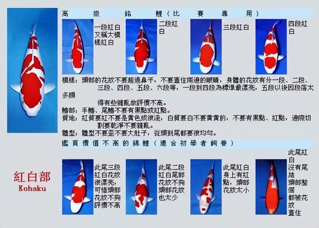 如何挑选出好的锦鲤鱼,锦鲤鱼怎么挑选最能吃