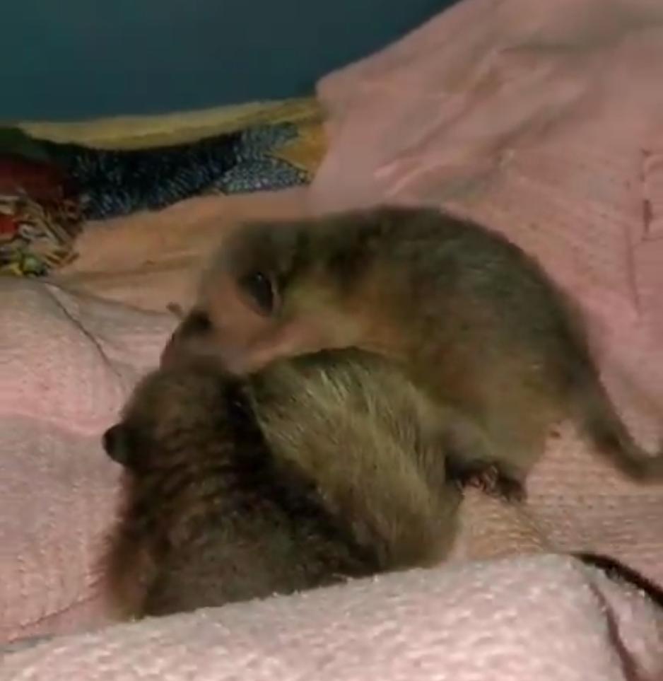 鍔犳嬁澶у皬娴g唺骞煎唇,鍔犳嬁澶у杺鍏诲皬娴g唺