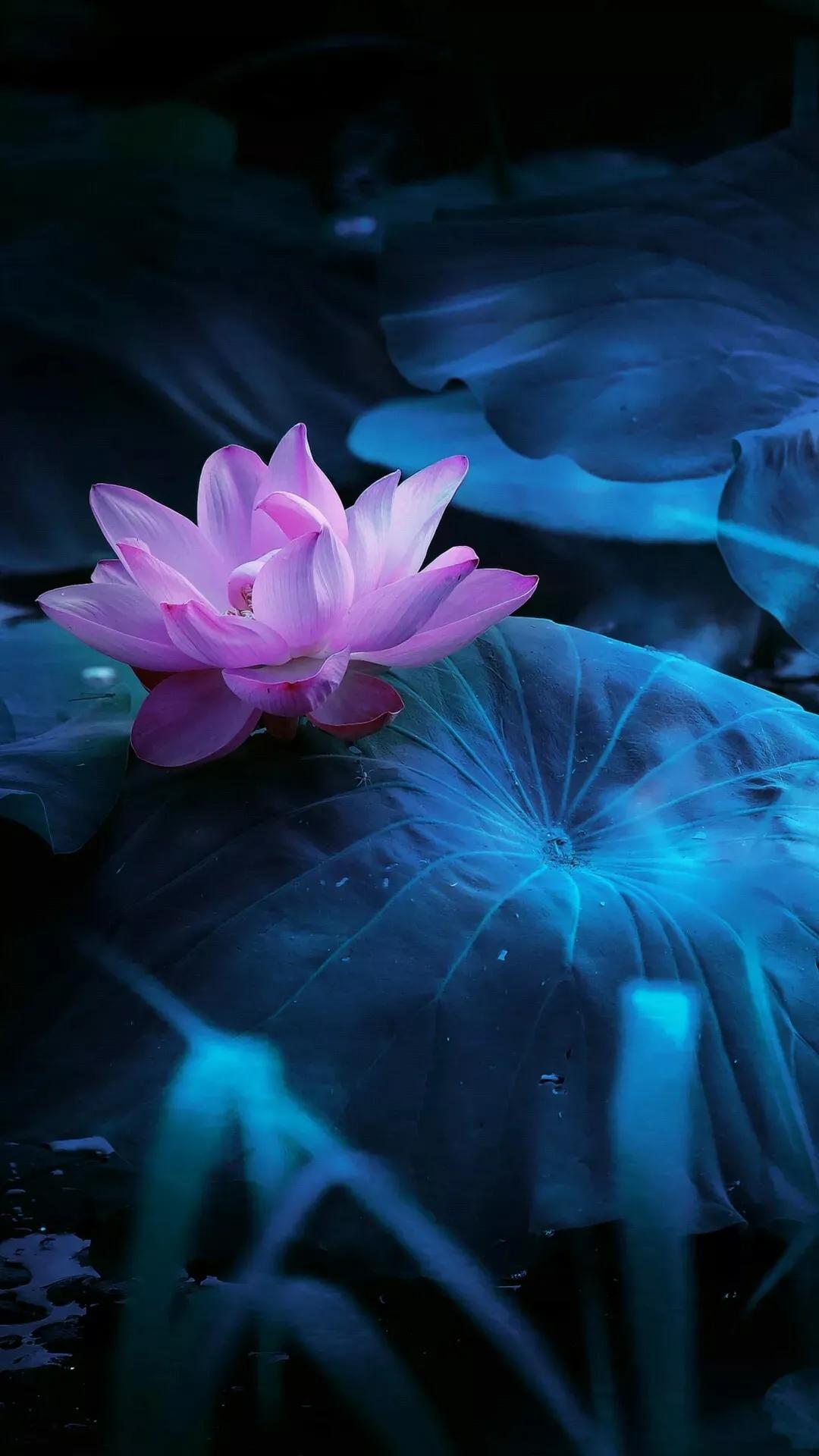 漂亮美丽的荷花壁纸,雨中荷花壁纸荣盛城