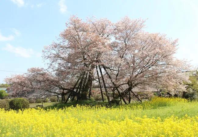 【说说日本的三大樱、五大樱以及观赏期推荐、交通路线介绍】