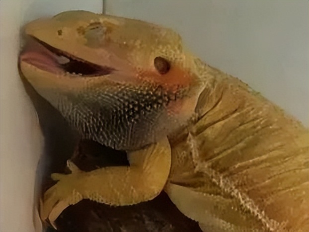 卡皮、隆背、疑似感冒...我的爬宠怎么了？