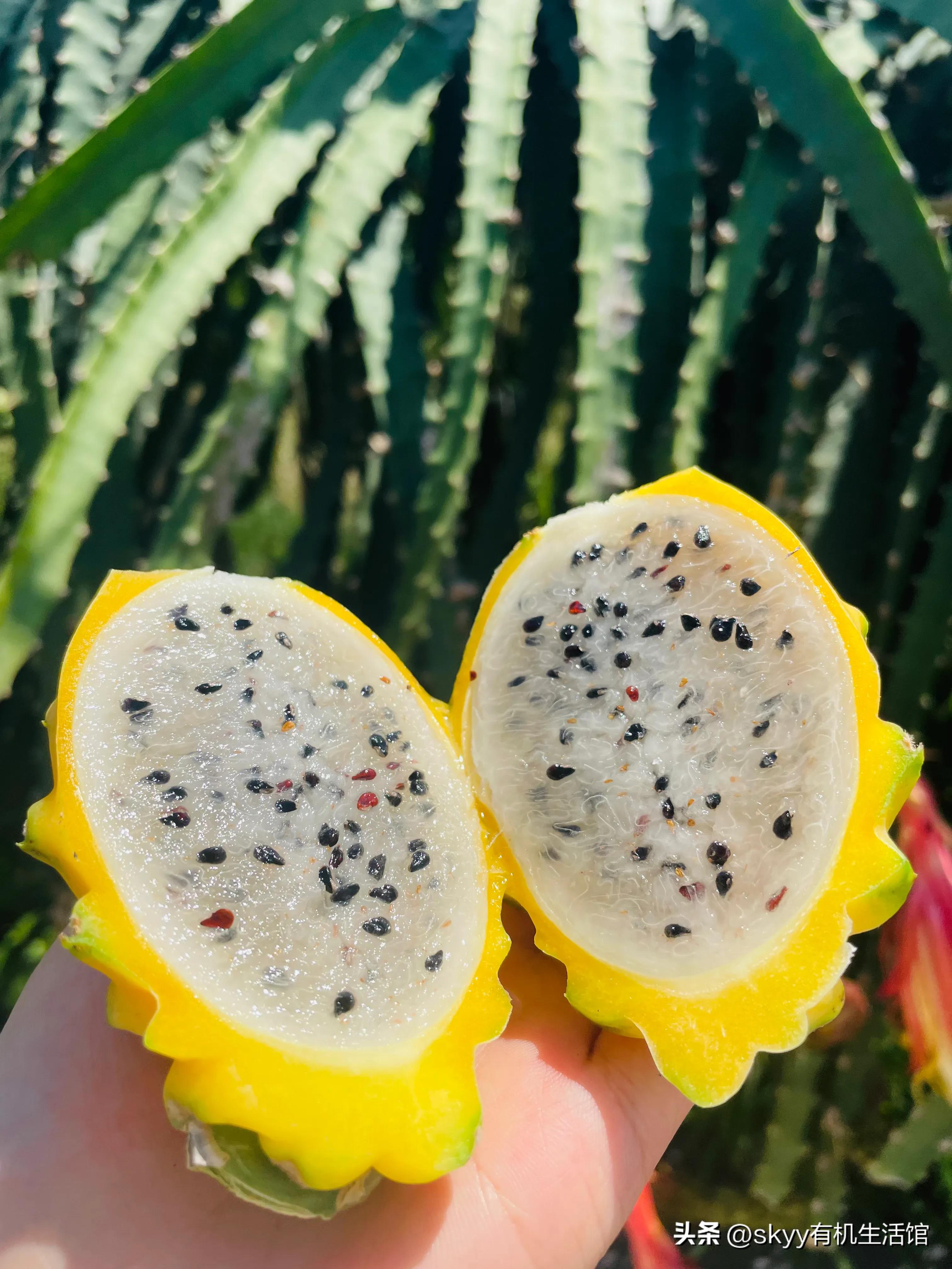 海南燕窝果基地一件代发,海南燕窝果基地批发