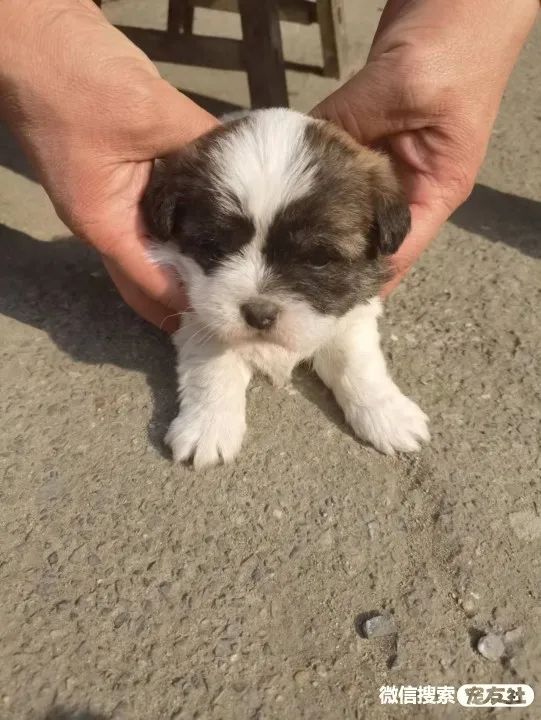 同城附近宠物店领养*养送**平台, 无偿幼猫咪狗狗救助-1231宠友社