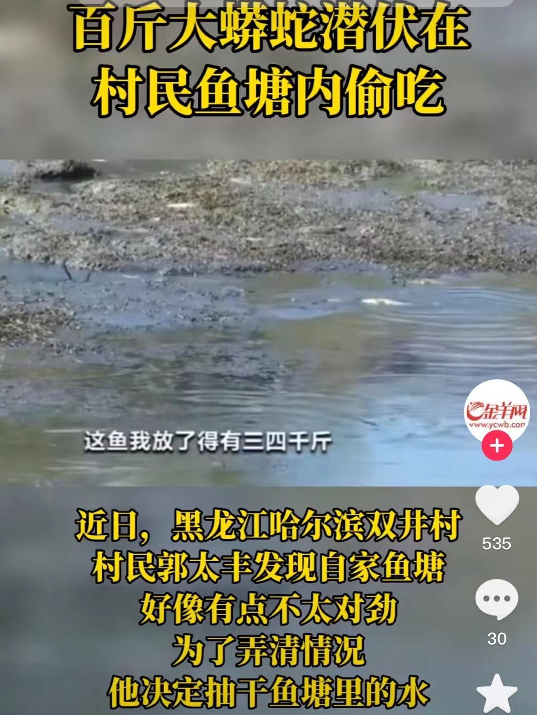 两百多斤巨蟒,街上最大的巨蟒有多可怕