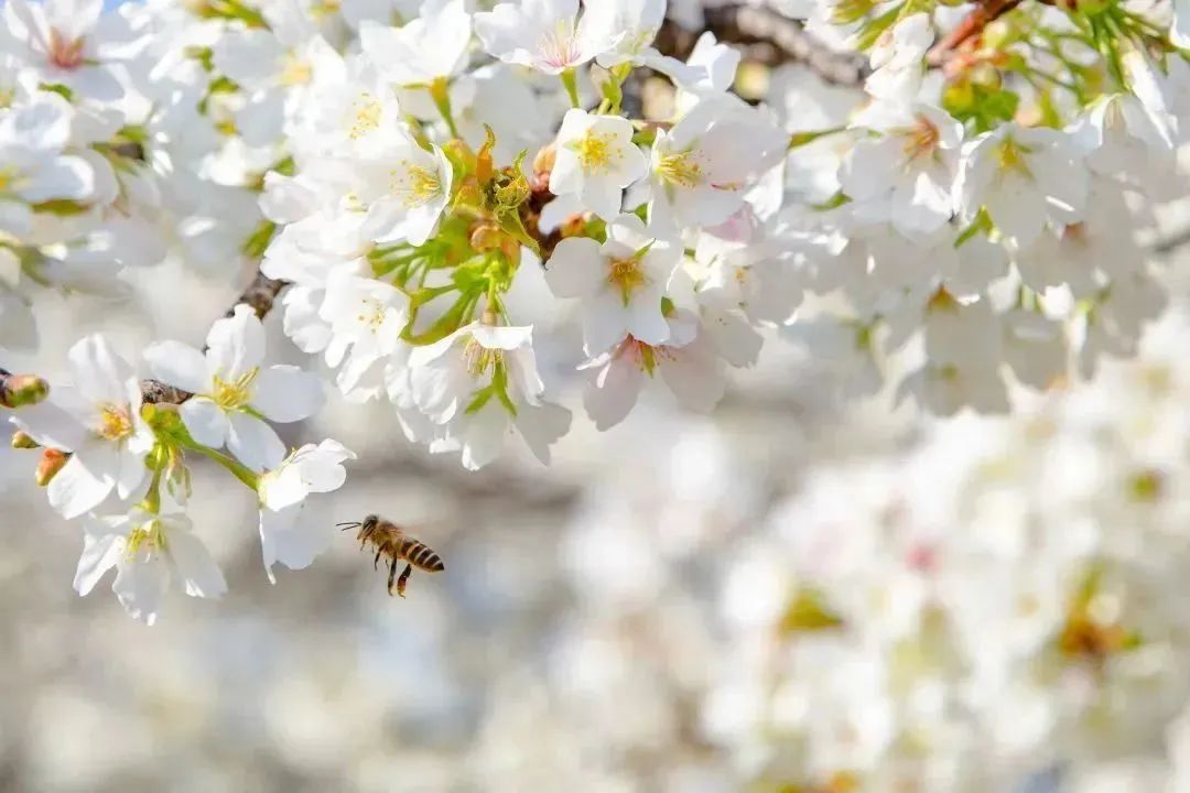 雨樱也浪漫！浙工大美美美！