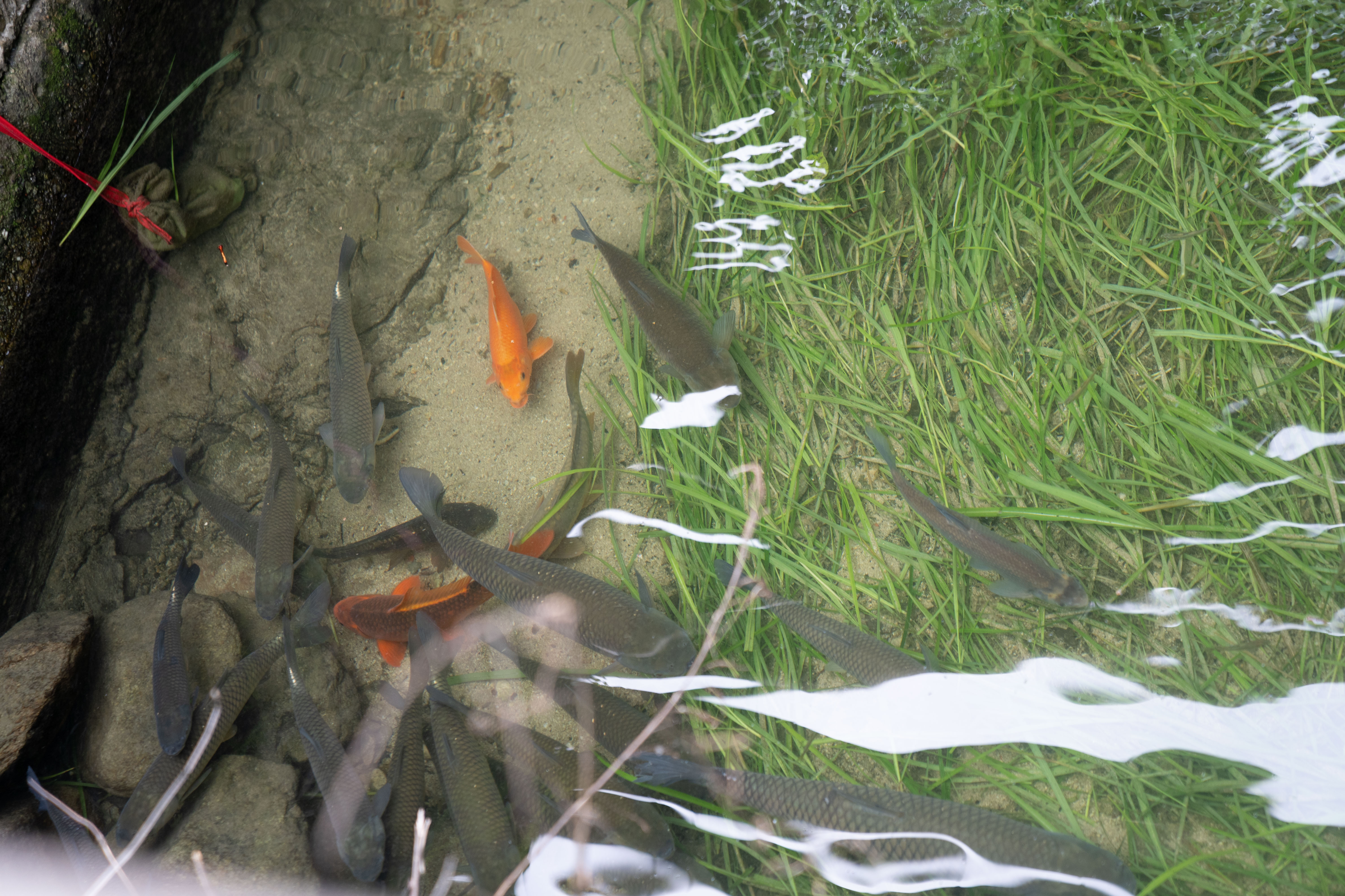 衢州哪里的鱼最好吃,衢州吃清水鱼最好的地方