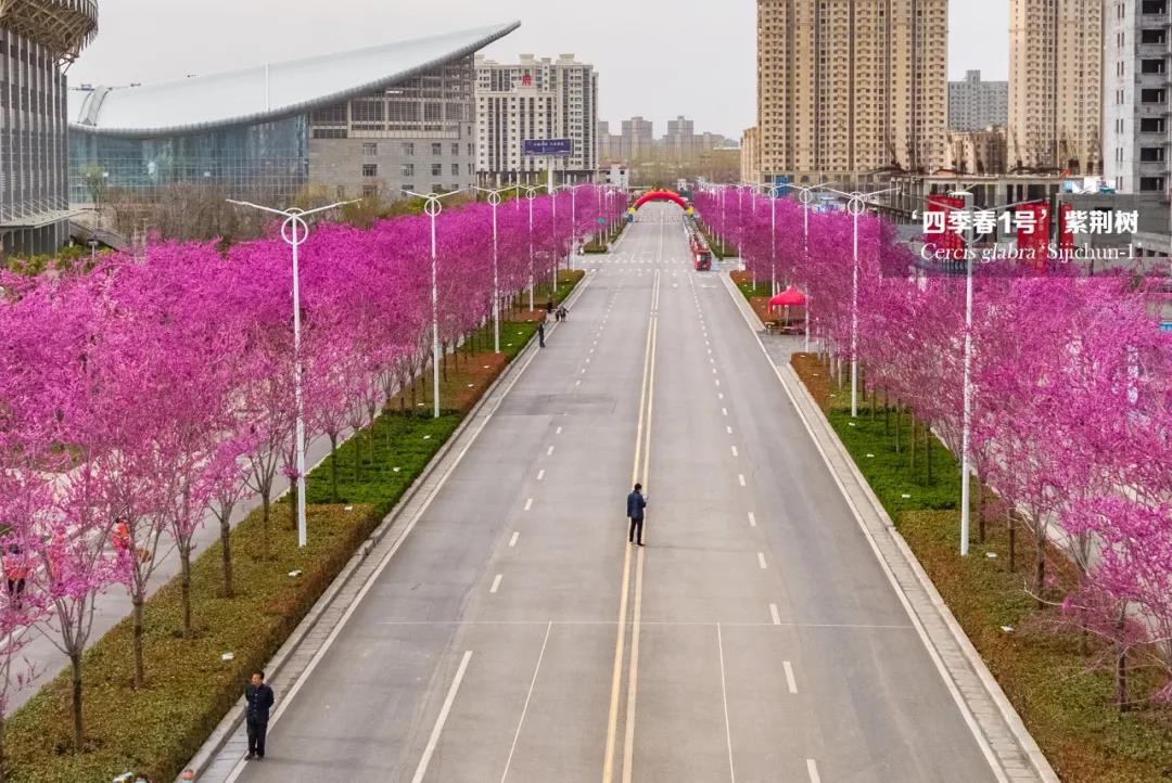 四季春一号紫荆树园林应用实例,四季春一号紫荆树行道树