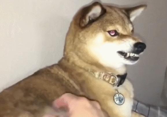 主人打狗严重会怎样,主人经常打狗狗会记仇吗