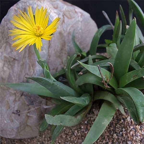 102个大类近500个多肉植物图片，都极其美丽，建议在家中也养一盆