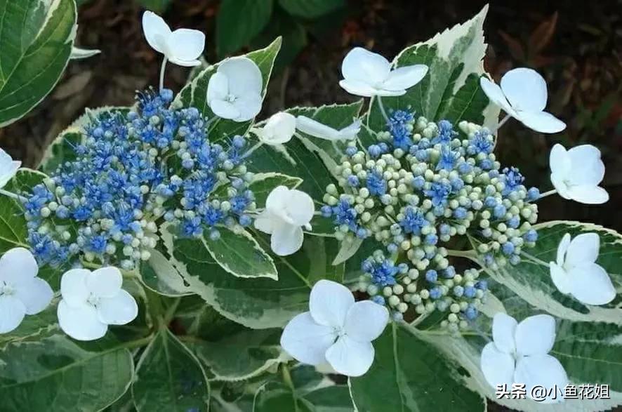 有一种花很好看但是很臭,名字很难听却很漂亮的花