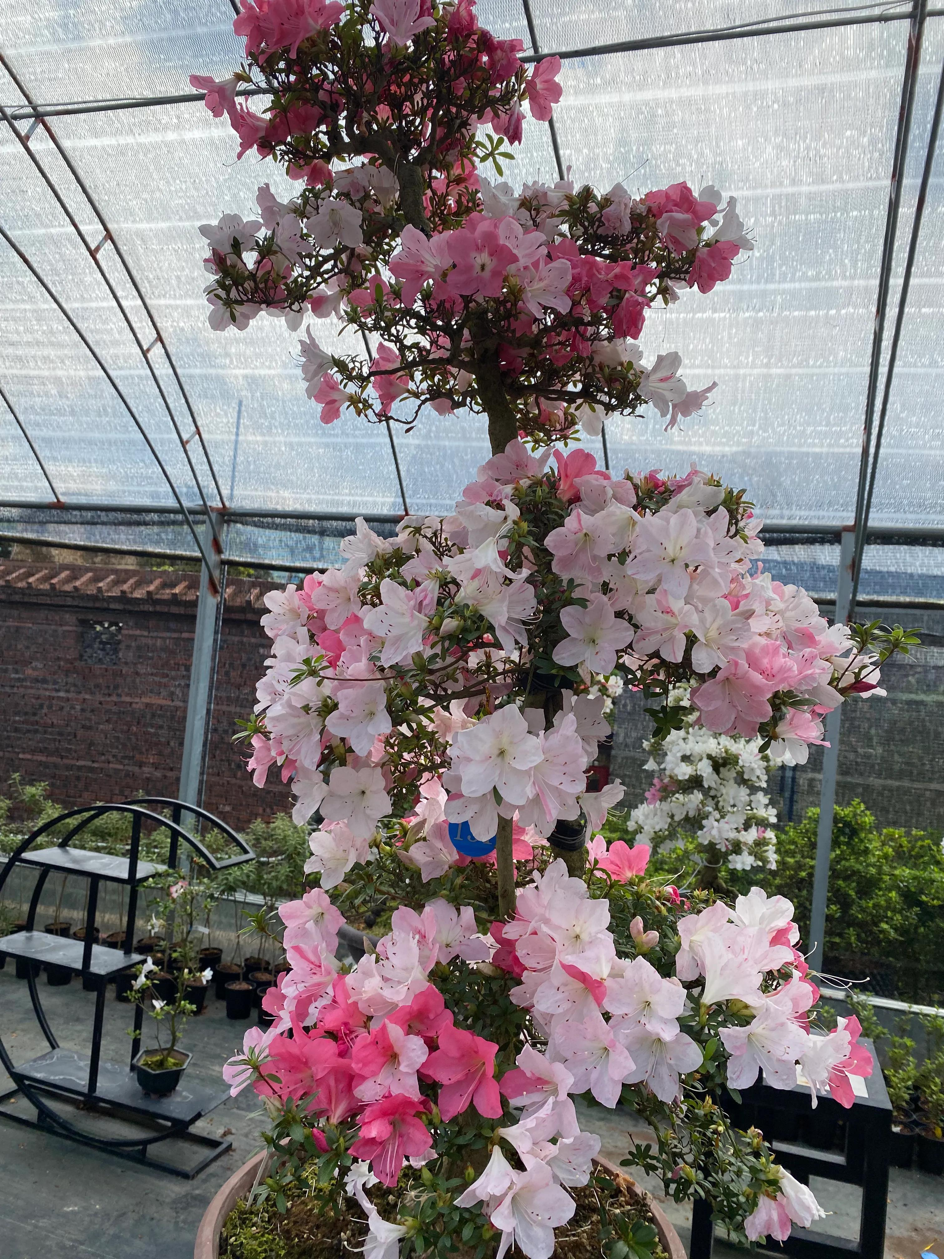 皋月杜鹃花图片大全,皋月杜鹃新品种视频