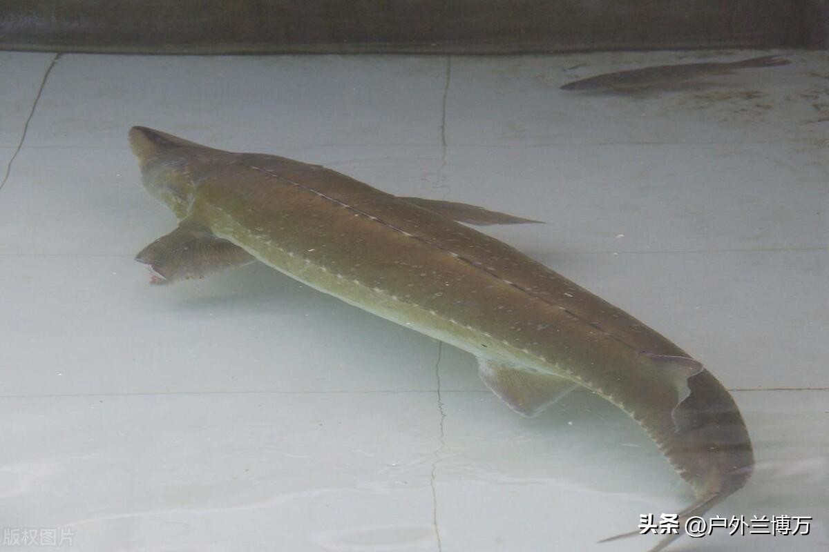 中国四大淡水鱼类大全,国内最贵的十大淡水鱼类