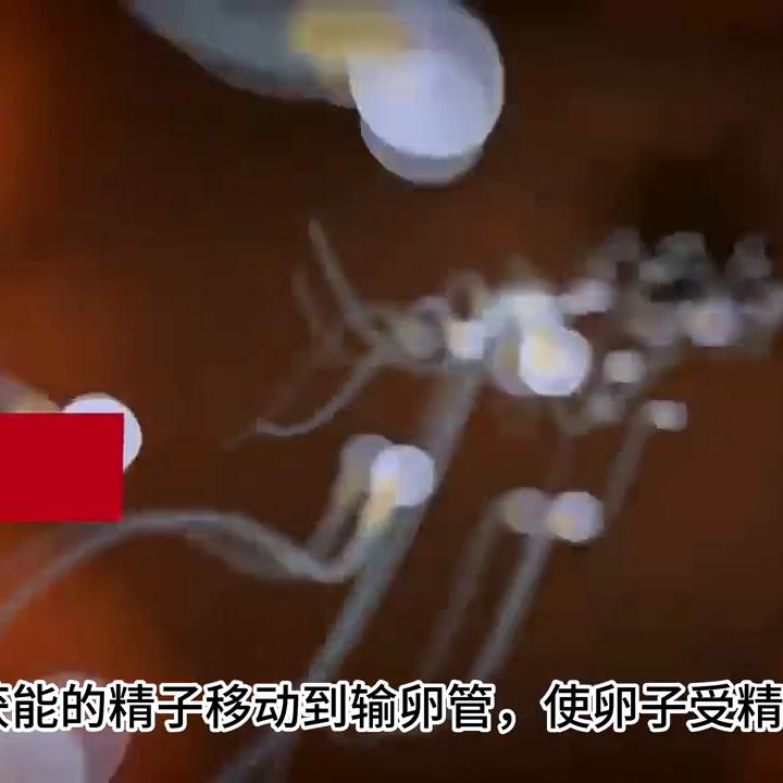 科普视频:精子如何与卵子相遇受精?#受精卵