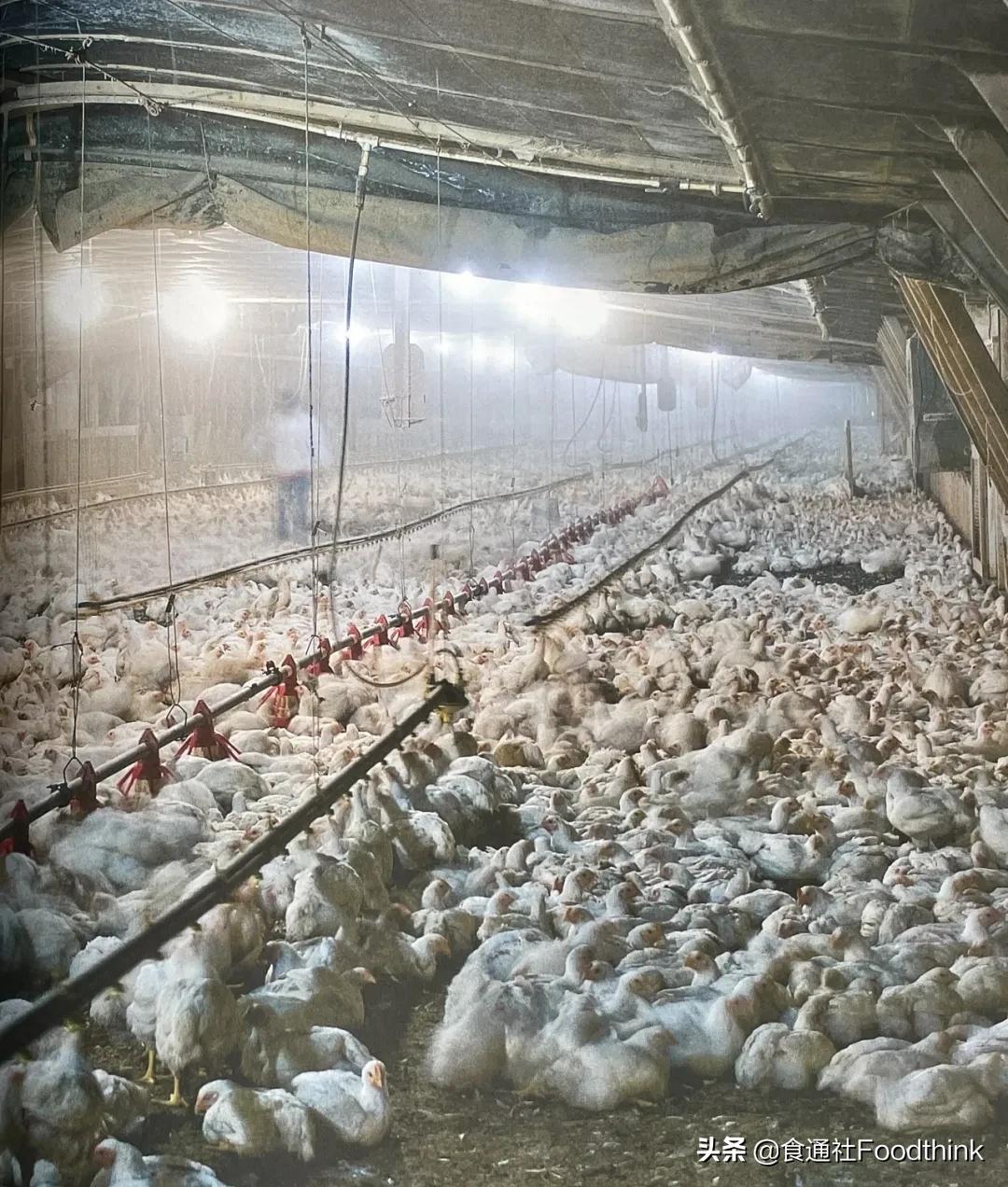 工业化养殖全过程,工业化养殖的最佳方式