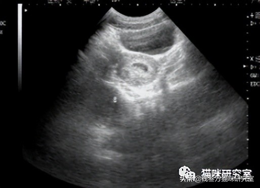 猫怀孕多少天b超能看几个崽,b超怎么看母猫是否怀孕