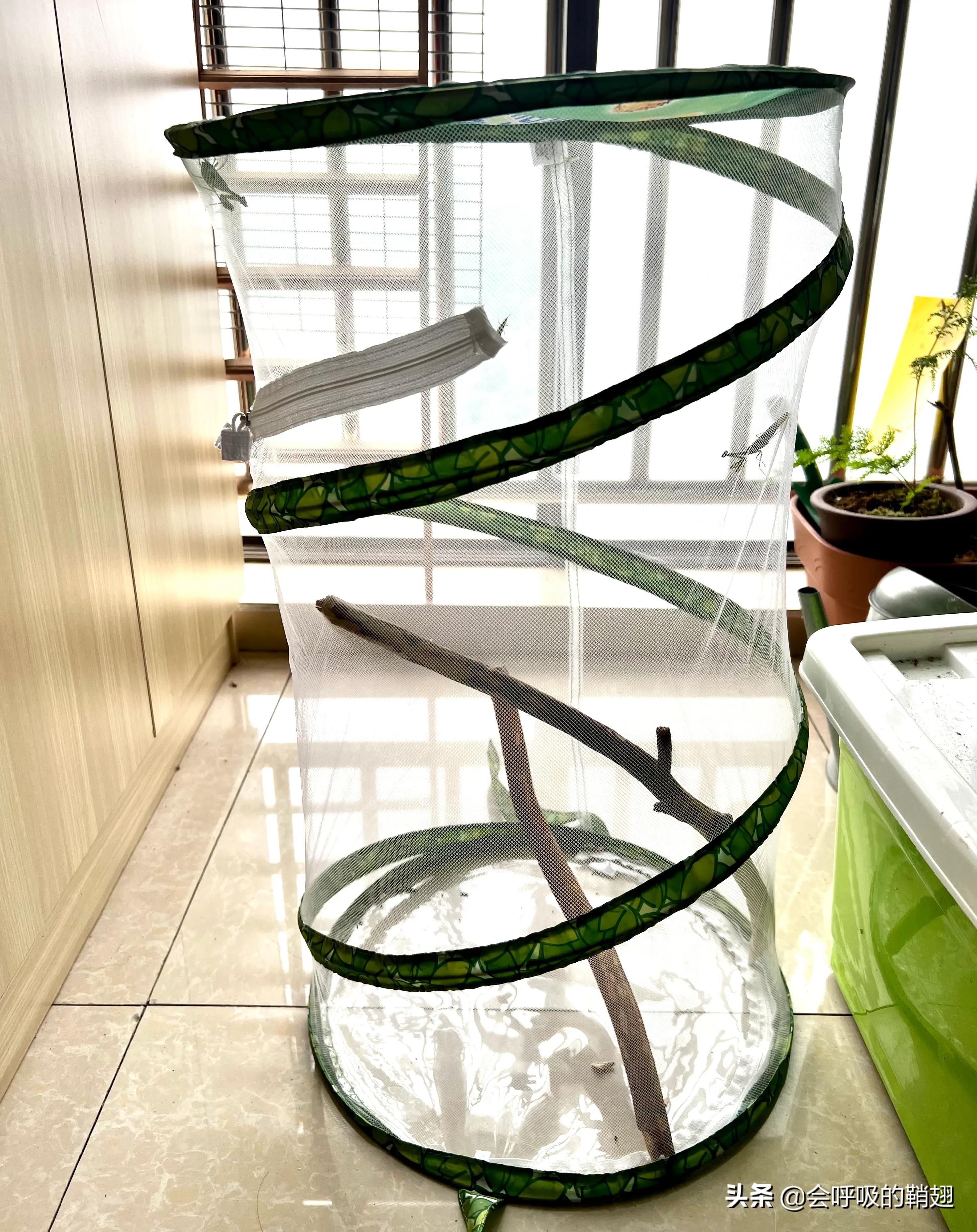 螳螂养殖报告,螳螂饲养观察记录表