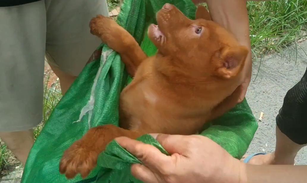 一条土狗多少元,一条土狗卖七八百