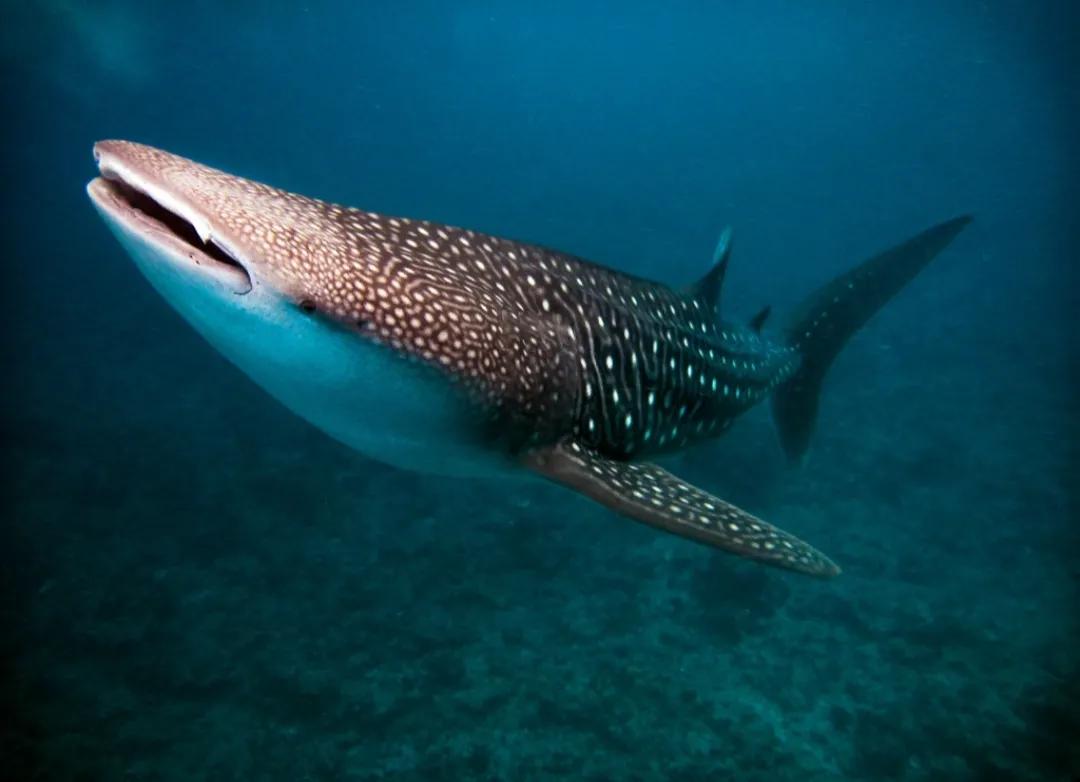 人类历史上的三大巨人,史前世界第一只巨人动物