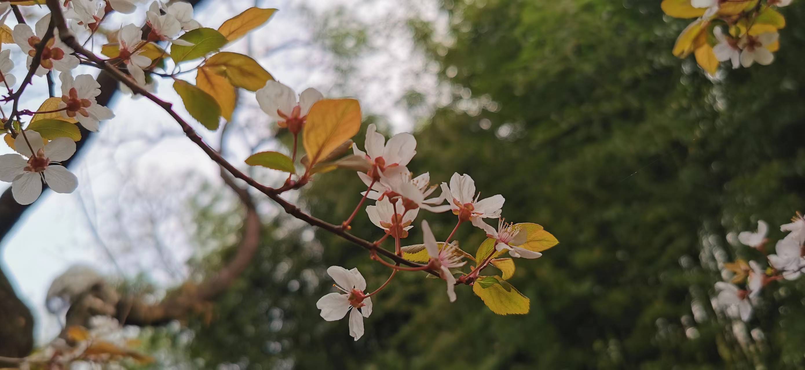 济南的春天、泰山的冬雪，以及曲阜的马车（2）