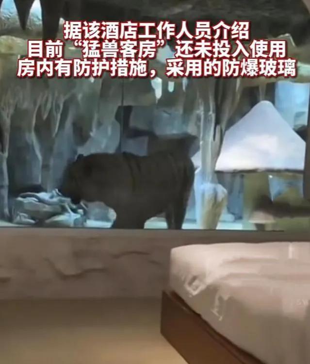 老虎主题酒店江苏南通,一家酒店惊现老虎