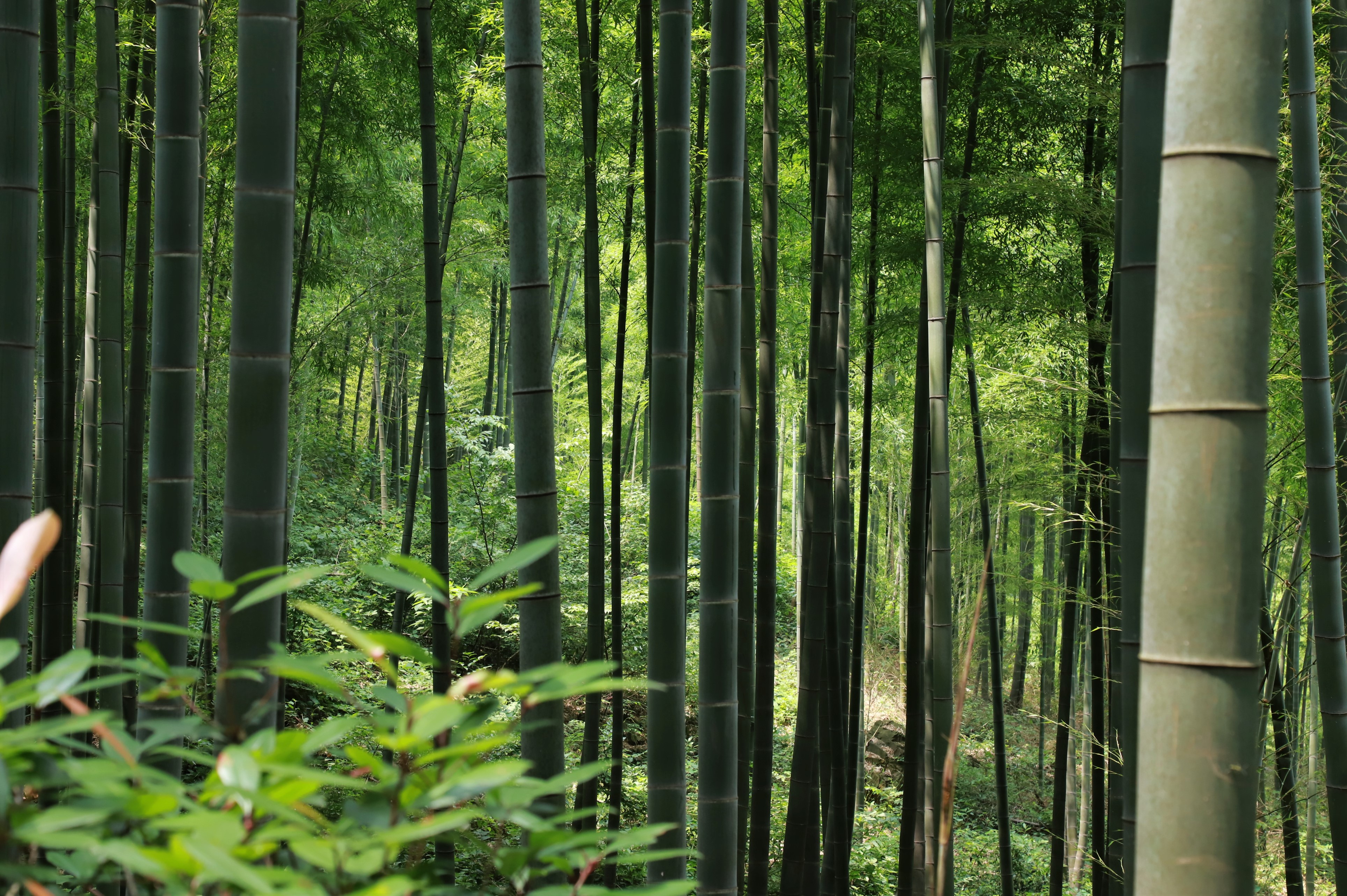 南山竹海自驾线路怎么走,去南山竹海旅游攻略路线推荐
