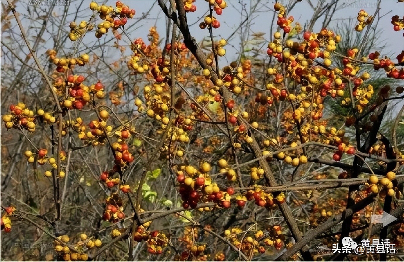 南蛇藤有几个品种图片,南蛇藤是干花吗