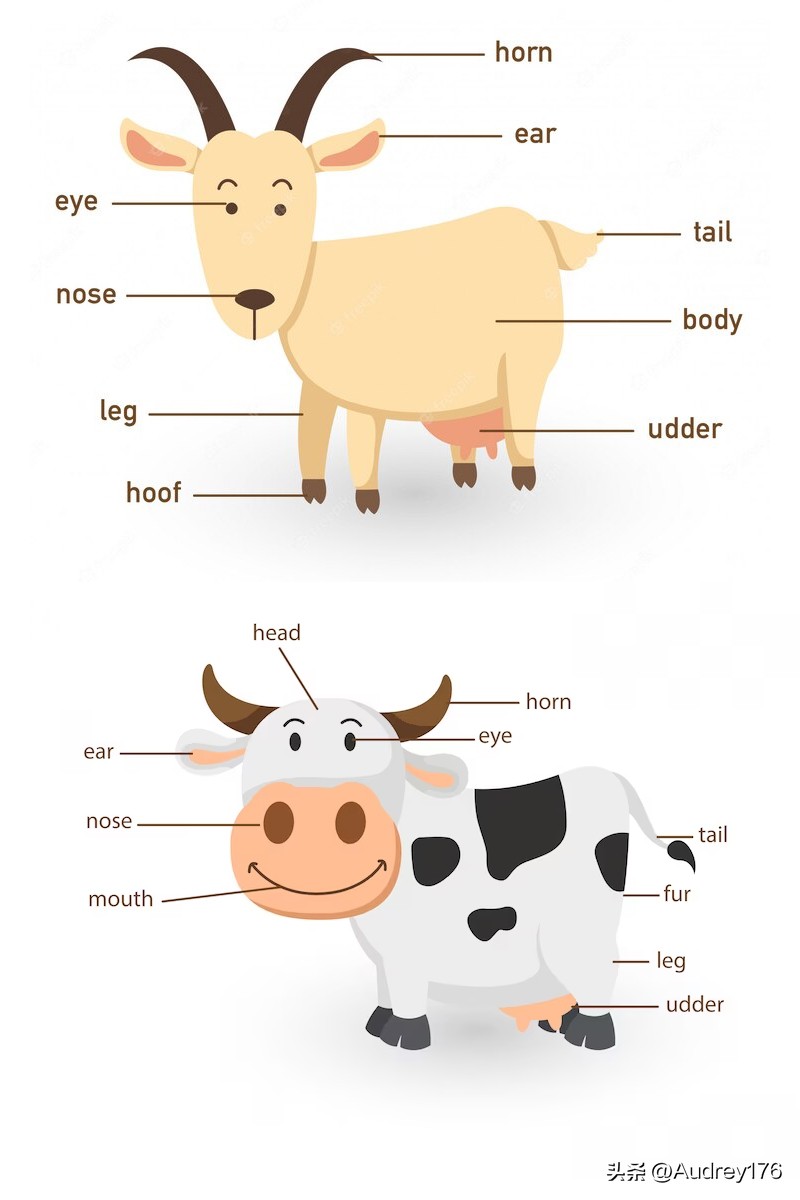 动物部位英语单词,动物身体器官英语单词大全