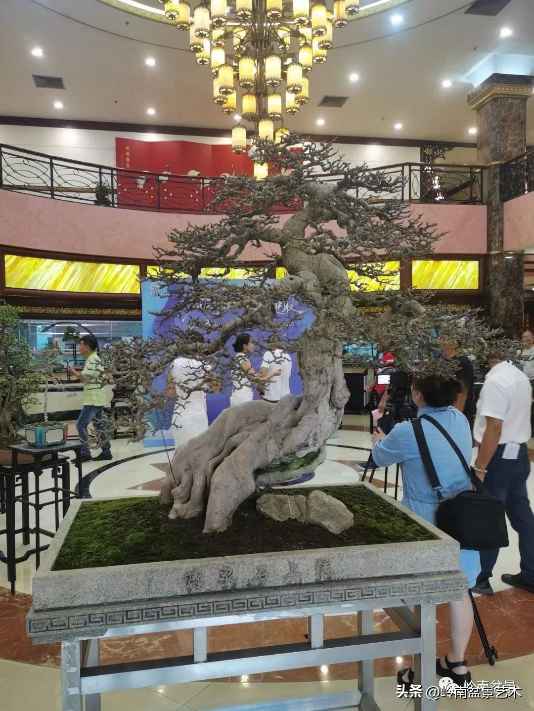 “不忘初心，开拓进取”——中山盆景协会第八届会员活动圆满成功