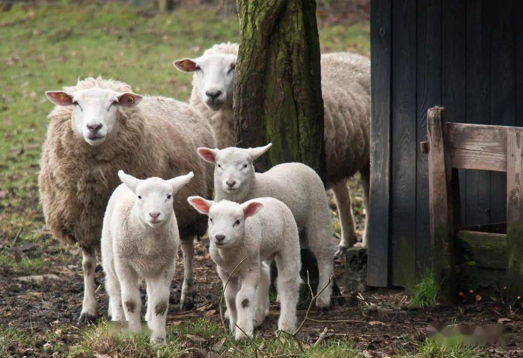 生小羊的母羊怎样尽快怀孕,怎样分辨母羊要生小羊
