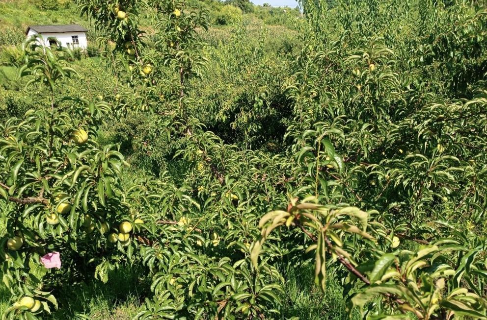 忠县农产品特色,重庆忠县农副土特产品