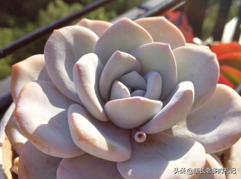 多肉雪莲如雪,多肉雪莲能去头吗