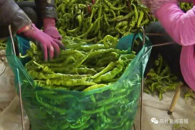 这算传奇吗？来看高台县巷道镇创业能人郭江的事迹！