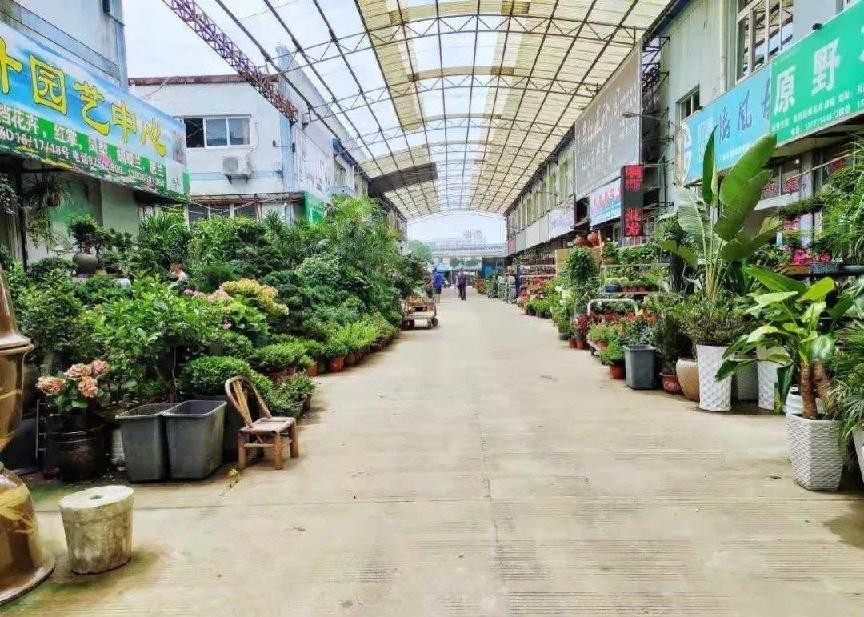 盆栽花卉进货技巧和方法,买盆栽花卉去哪个网站