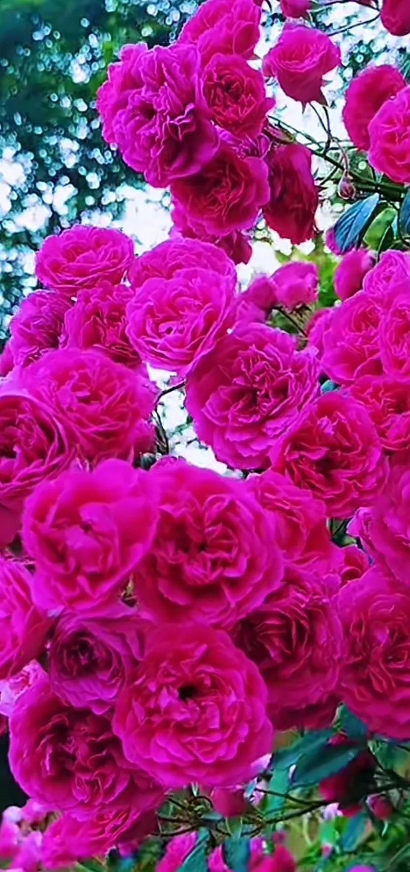 好养眼的花图片,让人惊艳的花草图片