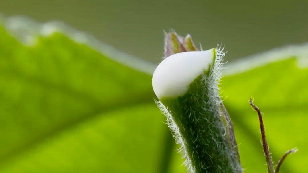 山西矿老板发现养殖商机种植构树,矿老板被骂