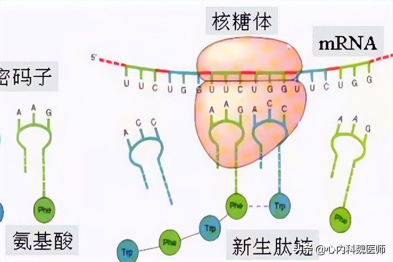 吃什么降压药会引起缺钾,吃降压药导致缺钾身体8个症状