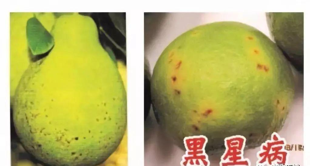 柑橘在成熟时果子返绿是什么原因,柑橘快成熟果皮变麻色怎么回事