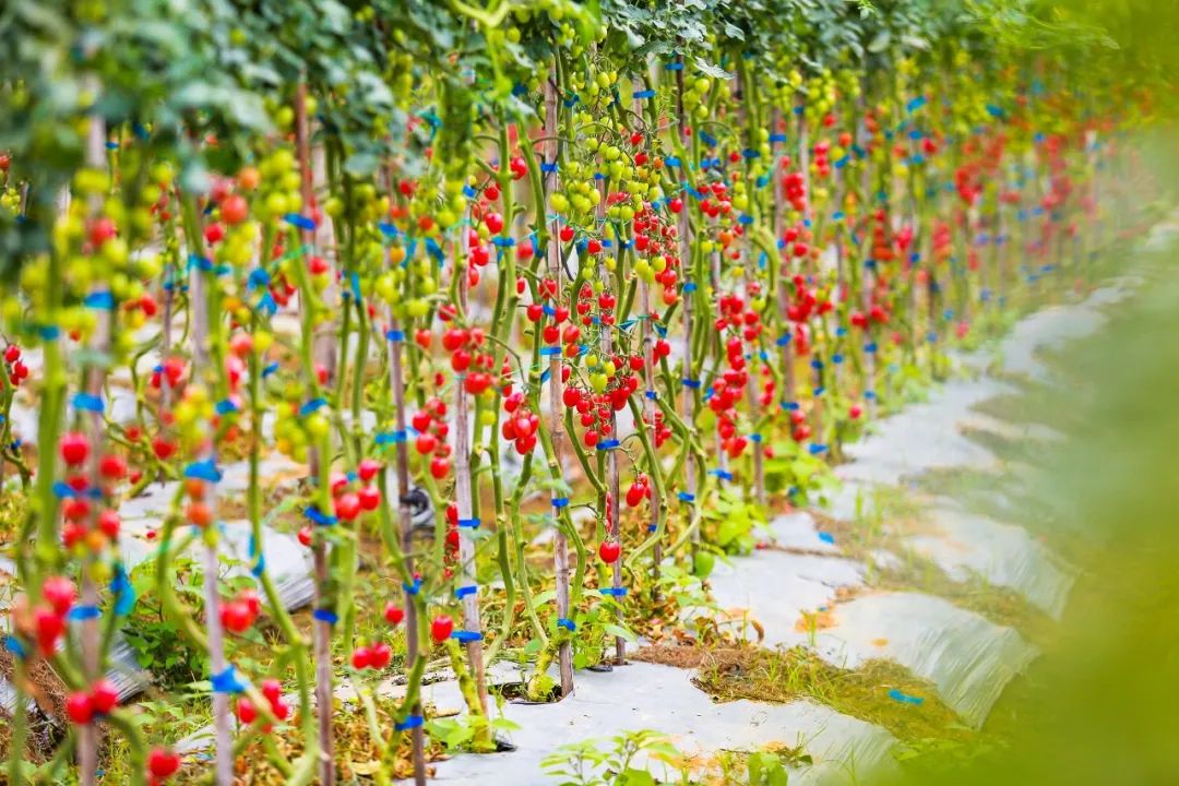 假期去哪玩最好深圳,假期去哪里玩深圳