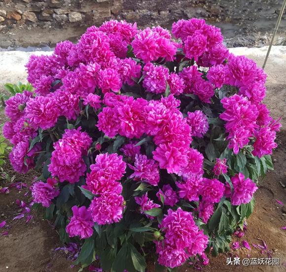 芍药花种植扦插方法,种芍药用什么土最好养活呢